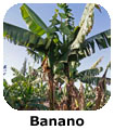 Etiopia Banano